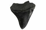 Fossil Megalodon Tooth - South Carolina #170473-1